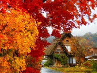 SẮC THU NƠI LÀNG CỔ (SHIRAKAWAGO)