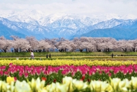 ASAHI FUNAKAWA “SPRING QUARTET” – BẢN HÒA CA MÙA XUÂN RỰC RỠ TẠI TOYAMA