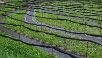 daio wasabi farm