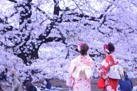Hoa Anh Đào (Sakura)