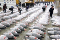 cho ca tsukiji tokyo