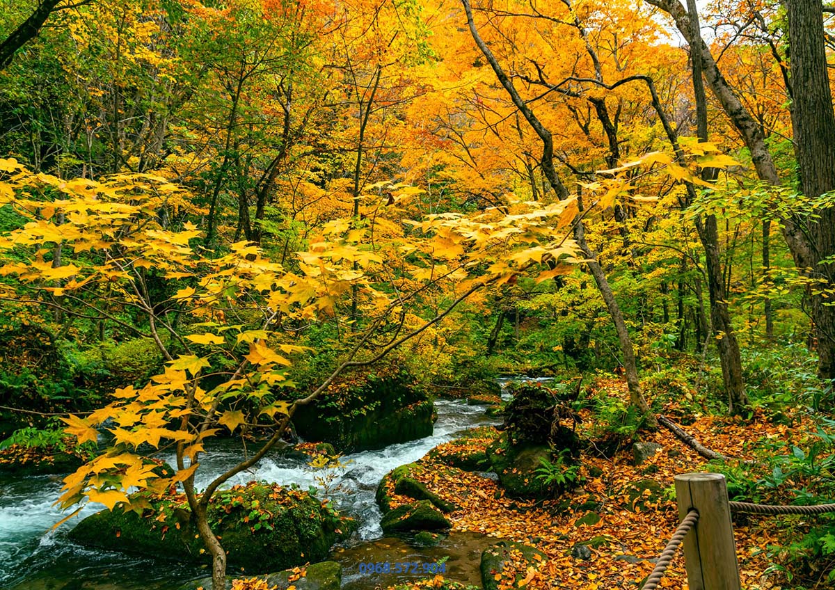 TOHOKU – MÙA LÁ ĐỎ