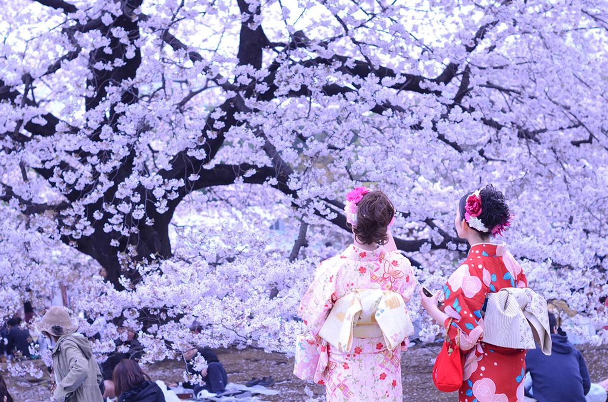Hoa Anh Đào Nhật Bản (Sakura)