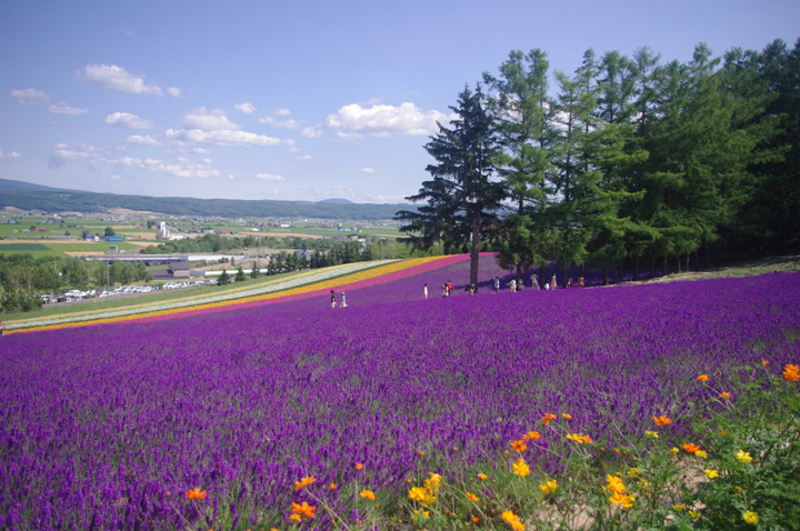 furano nhat ban vung dat cua hoa lavender