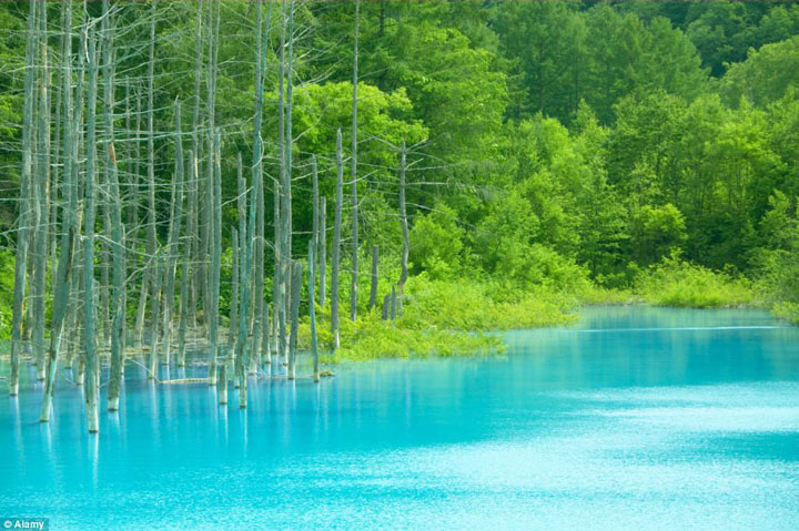 furano nhat ban vung dat cua hoa lavender