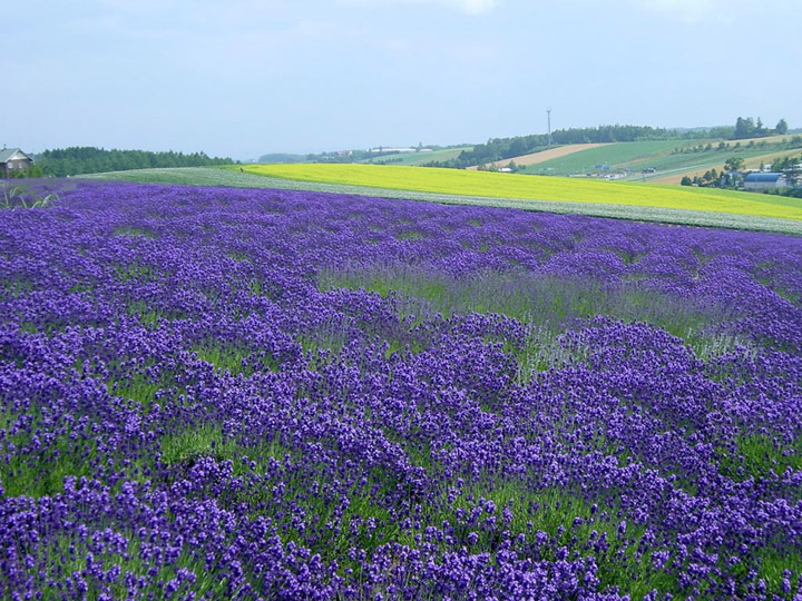 furano nhat ban vung dat cua hoa lavender
