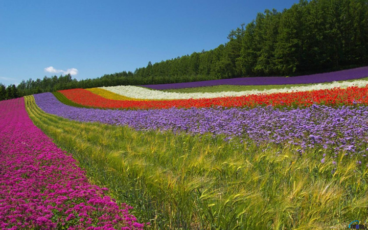 furano nhat ban vung dat cua hoa lavender