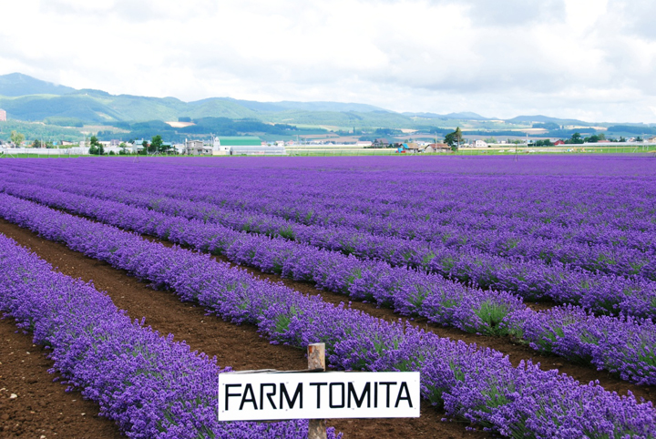 furano nhat ban vung dat cua hoa lavender