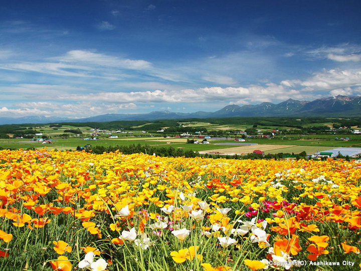furano nhat ban vung dat cua hoa lavender