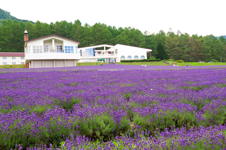 furano nhat ban vung dat cua hoa lavender
