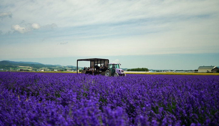 furano nhat ban vung dat cua hoa lavender
