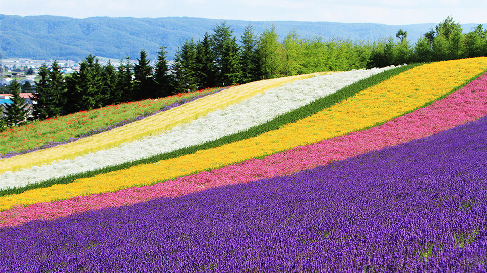 lavender nhat ban