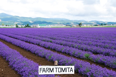 lavender nhat ban