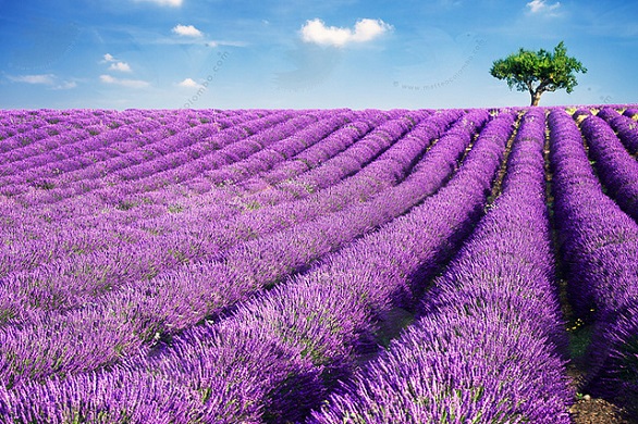 lavender nhat ban