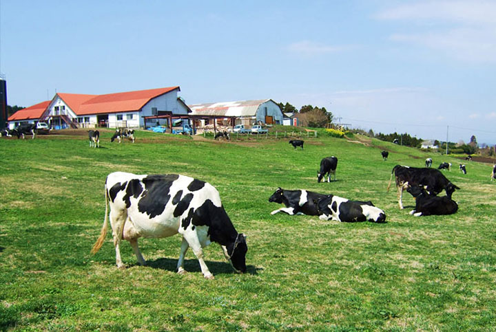mother farm nhat ban