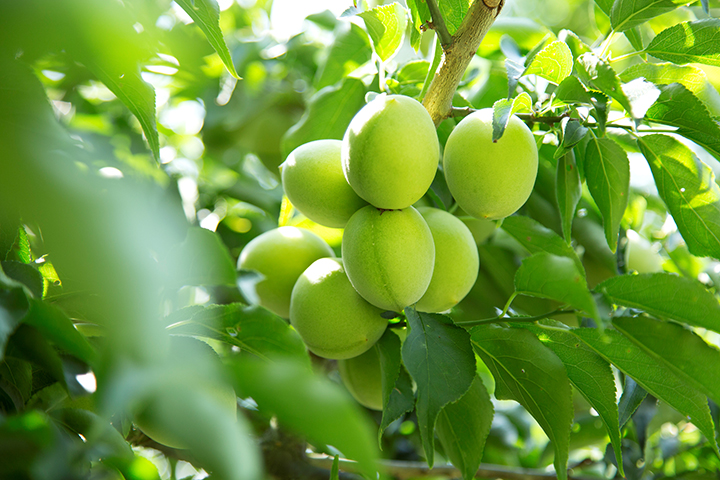 mother farm nhat ban