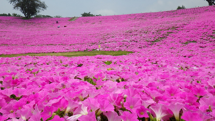 mother farm nhat ban