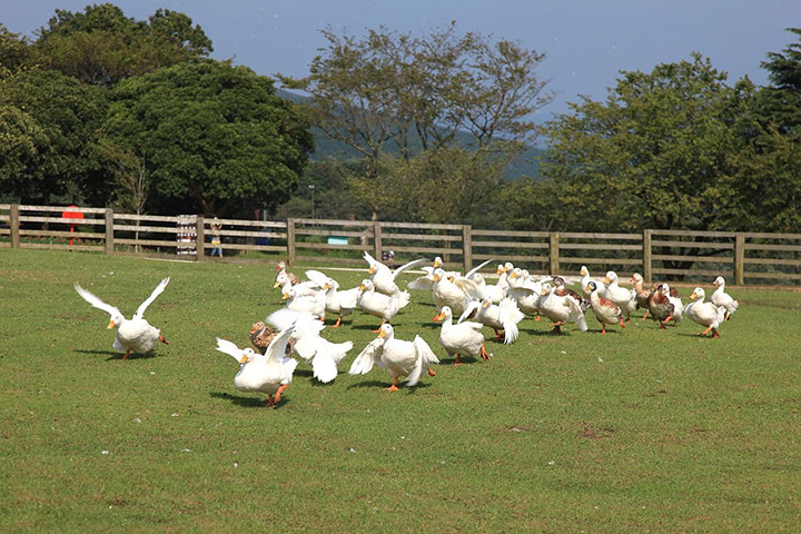 mother farm nhat ban