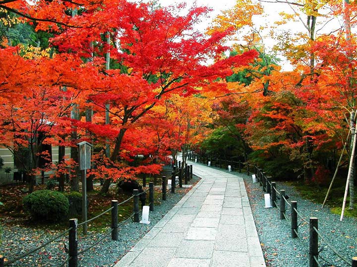 Du lịch Nhật Bản mùa lá đỏ