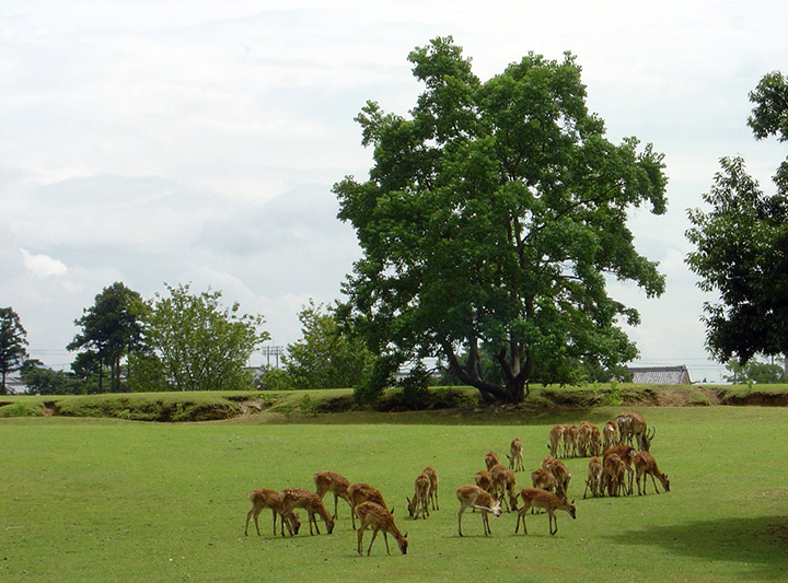 nara thanh pho cua nhung di san van hoa nhat ban