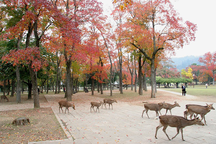 nara thanh pho cua nhung di san van hoa nhat ban
