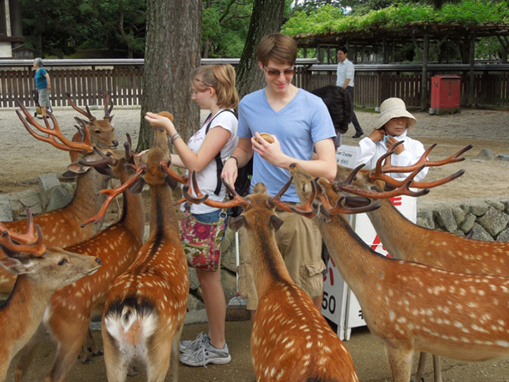 nara thanh pho cua nhung di san van hoa nhat ban