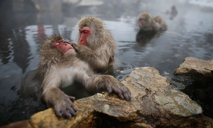 noboribetsu bach hoa onsen nhat ban