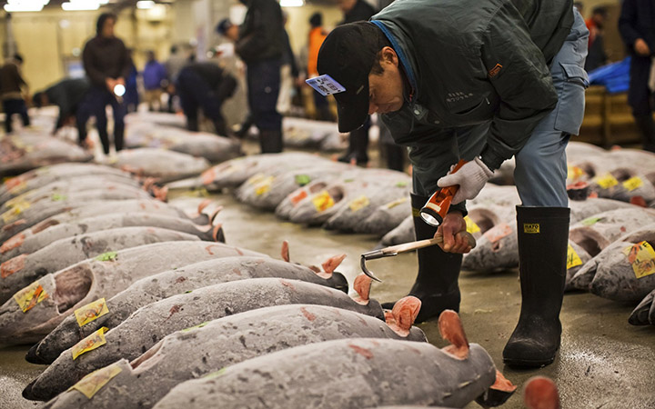 cho ca tsukiji tokyo