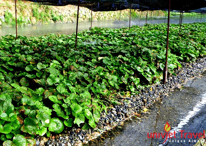 nong trai wasabi nhat ban