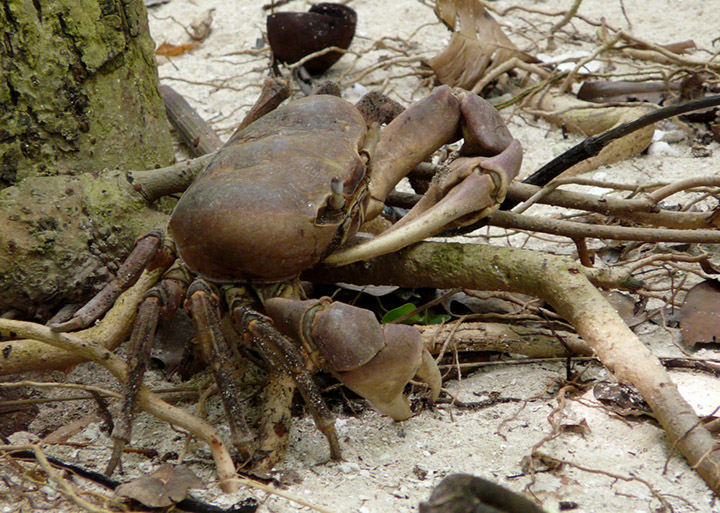 du lich con dao nhung dieu can biet