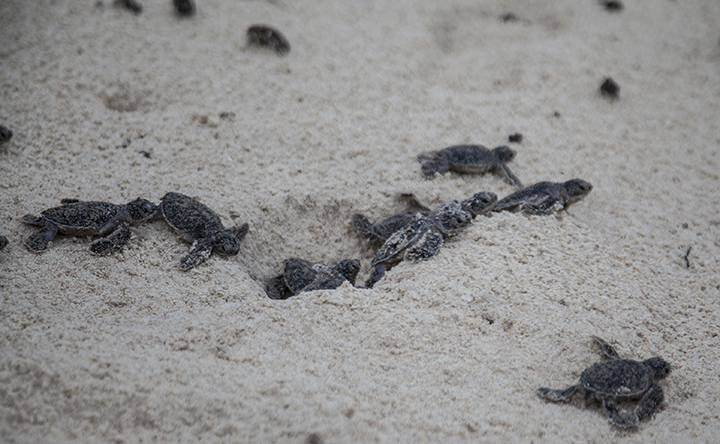 du lich con dao nhung dieu can biet