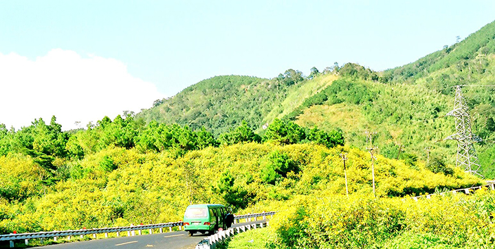 da lat mua hoa da quy