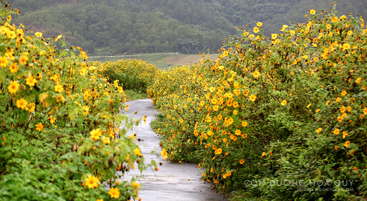 da lat mua hoa da quy