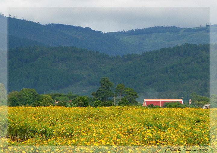 da lat mua hoa da quy