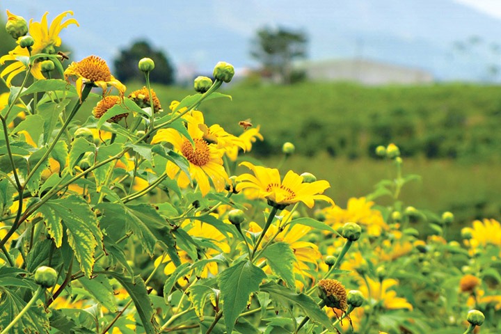 da lat mua hoa da quy