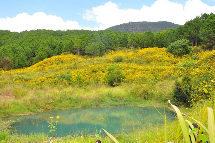 da lat mua hoa da quy