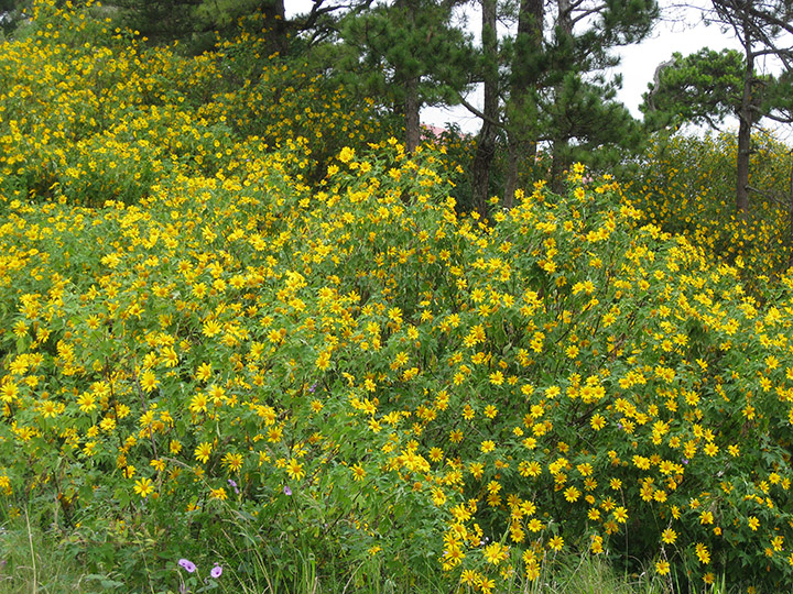 da lat mua hoa da quy