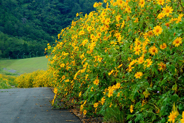 da lat mua hoa da quy