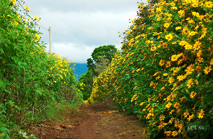 da lat mua hoa da quy