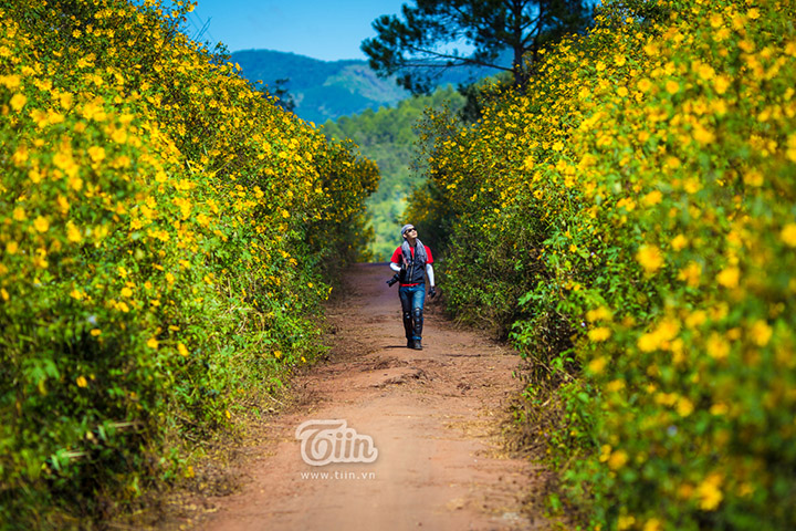 da lat mua hoa da quy