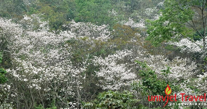 điện biên