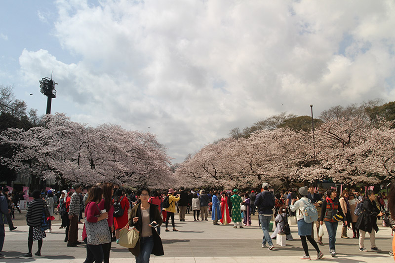 Hoa anh đào tại công viên Ueno - Tokyo