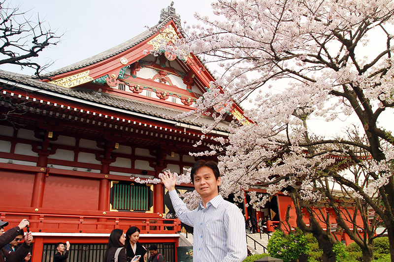 Hoa anh đào nở tại chùa Asakusa - Tokyo