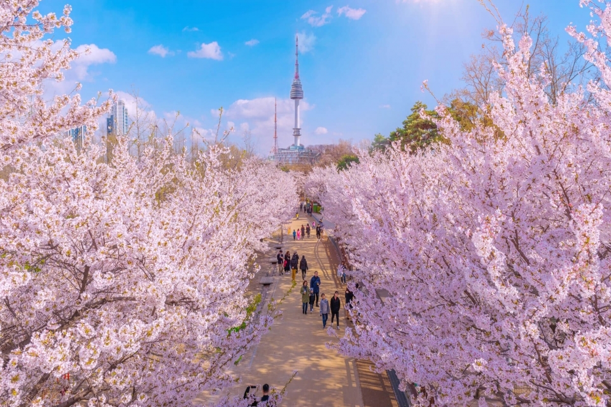 MÙA XUÂN HÀN QUỐC BUSAN - DAEGU - SEOUL 6N5D