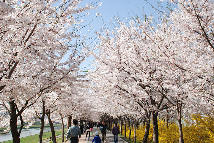 TOUR HÀN QUỐC - SEOUL-JEJU-NAMI-LOTTE WORLD-SKI