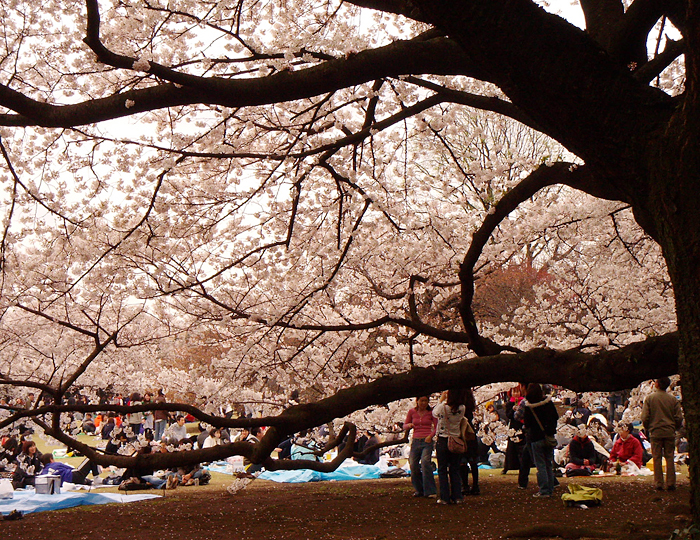 TOUR NHẬT BẢN - NGẬP TRÀN SẮC XUÂN SAKURA (29/03, 01/04)