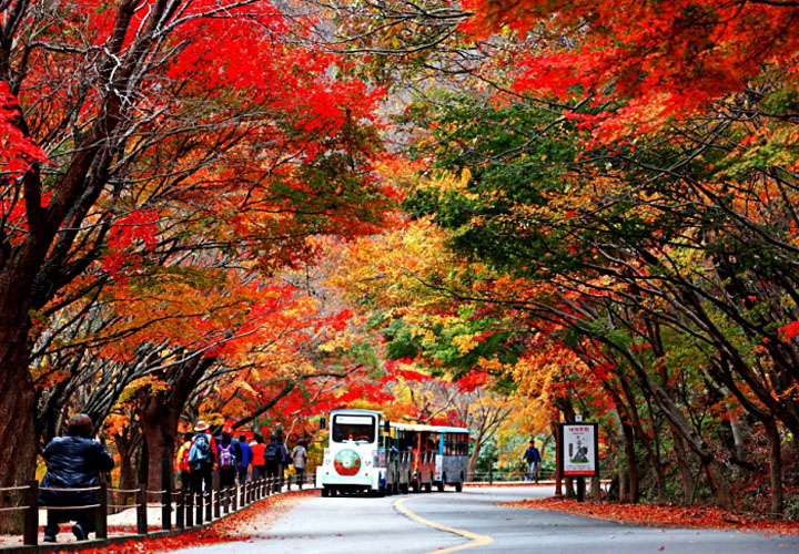 TOUR HÀN QUỐC MÙA THU