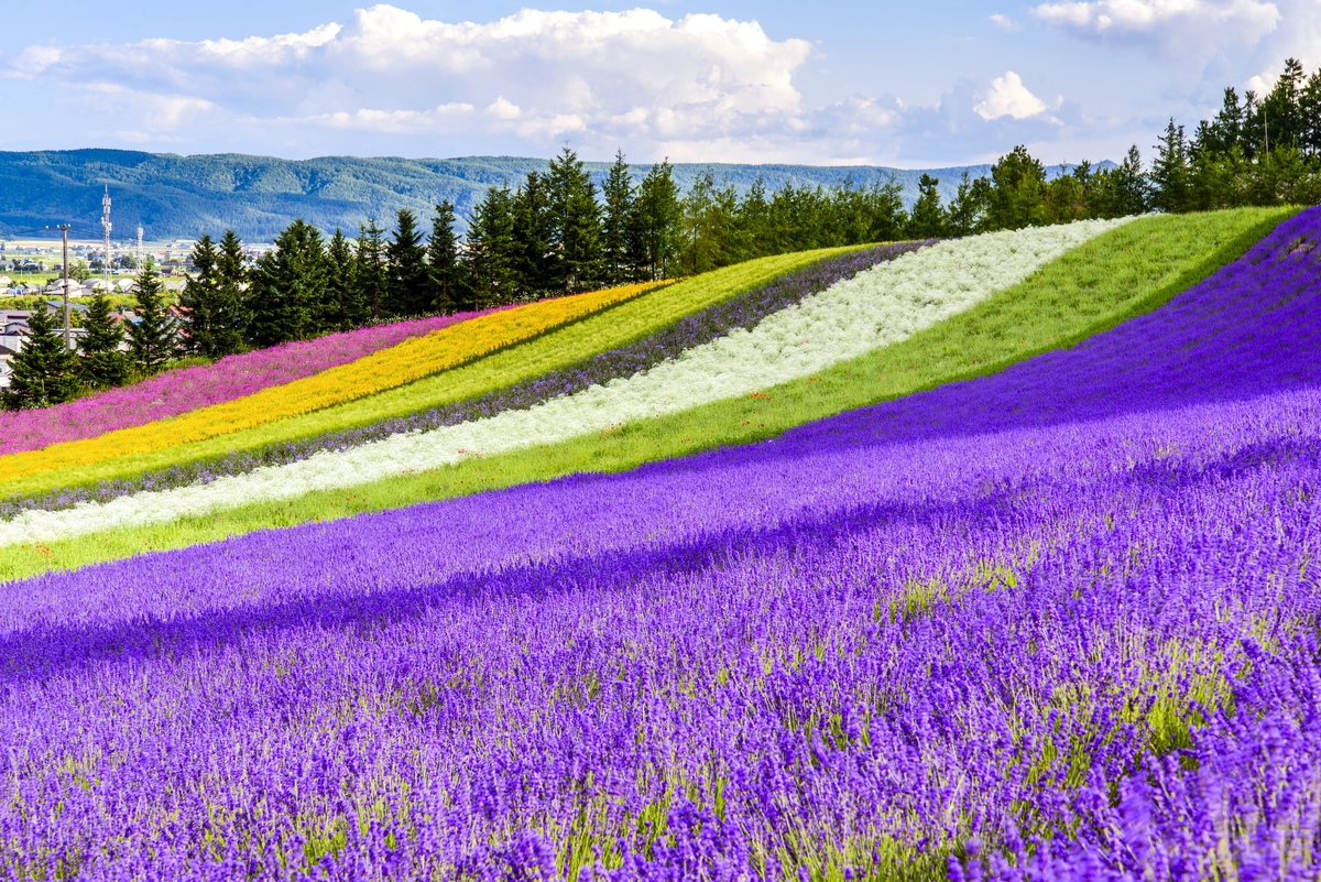 TOUR NHẬT BẢN - HOKKAIDO LAVENDER