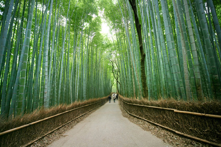 NHẬT BẢN TỰ TÚC - 1 NGÀY THAM QUAN KYOTO