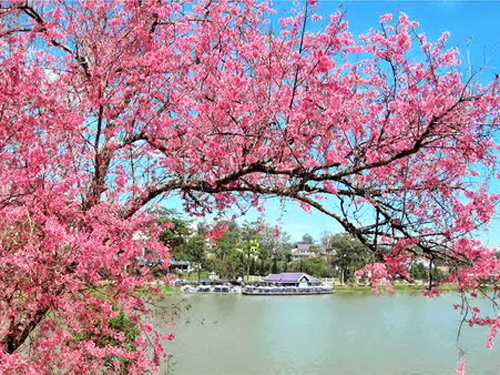 ĐÀ LẠT NGÀN HOA